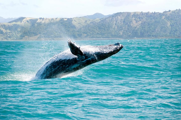 Humpback Whales